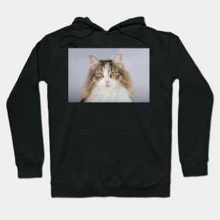 Long Hair tortoiseshell cat Hoodie